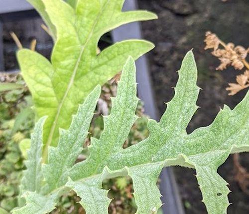 Cynara scolymus artisjok