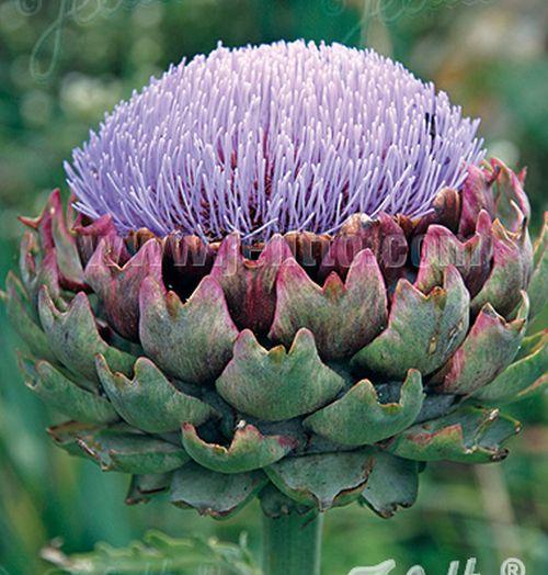 Cynara scolymus artisjok