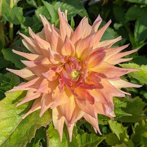 Dahlia 'Penhill Autumn Shade Bruckeveld