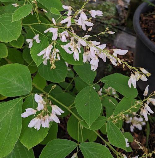 Desmodium elegans