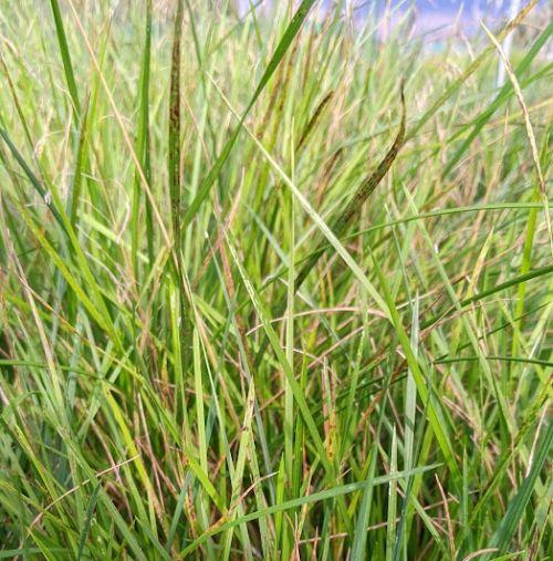 Deschampsia ces. 'Palava'