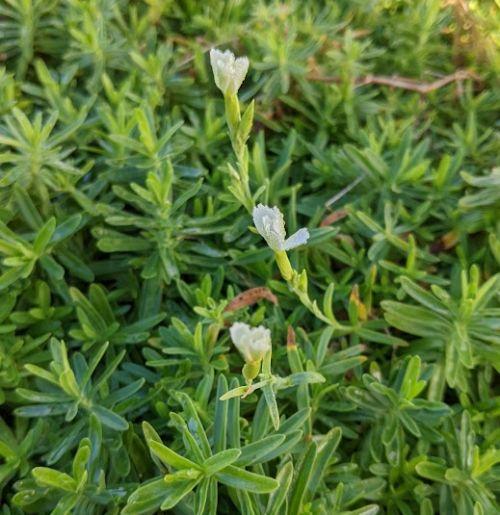 Dianthus deltoides 'Albiflorus'