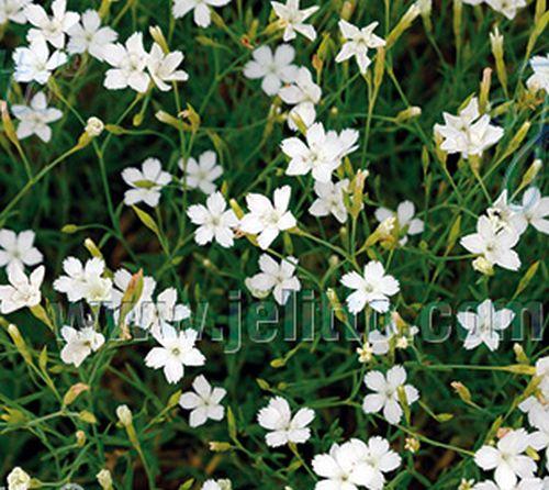 Dianthus deltoides 'Albiflorus'