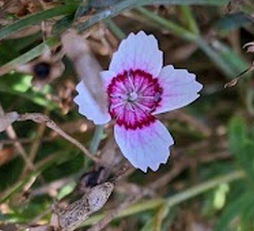 Dianthus deltoides 'Arctic Fire'