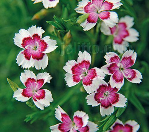 Dianthus deltoides 'Arctic Fire'