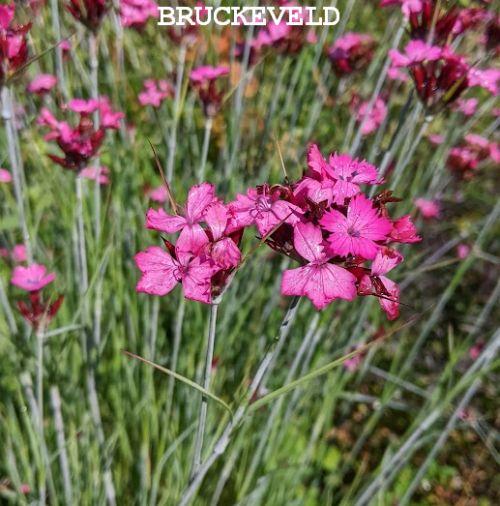 Dianthus carthusianorum