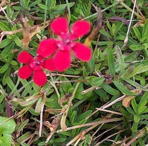 Dianthus deltoides 'Flashing Light'