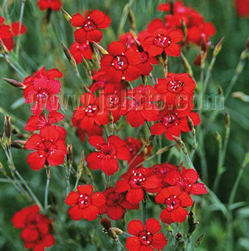 Dianthus deltoides 'Flashing Light'