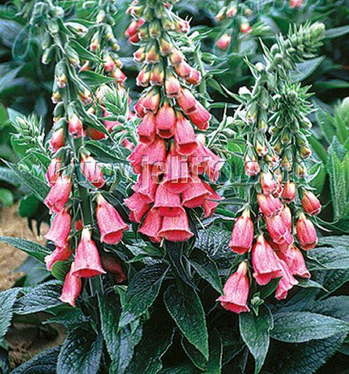 Digitalis 'Mertonensis'