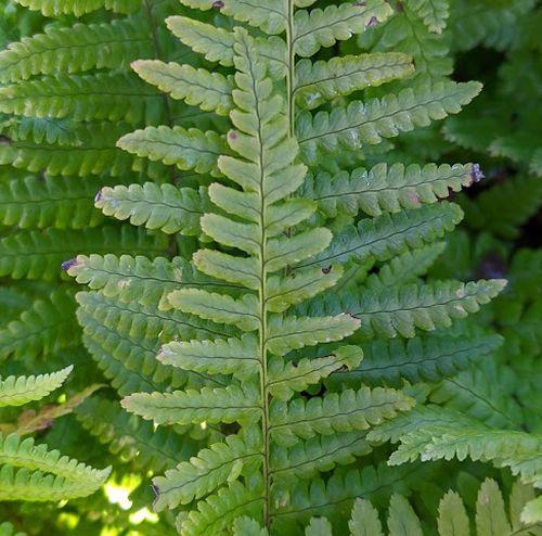 Dryopteris affinis