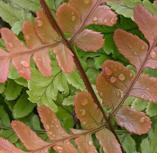 Dryopteris erythrosora