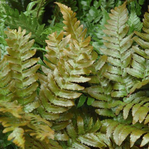 Dryopteris erythrosora