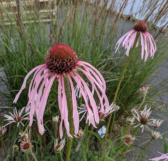 Echinacea pallida Bruckeveld