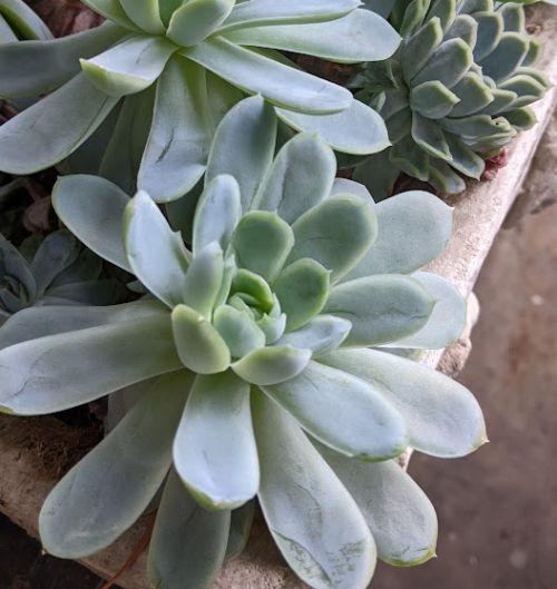 Echeveria peacockii