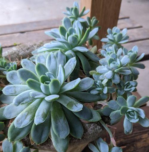 Echeveria peacockii