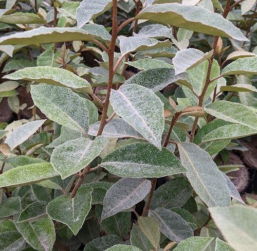 Elaeagnus x ebbingei