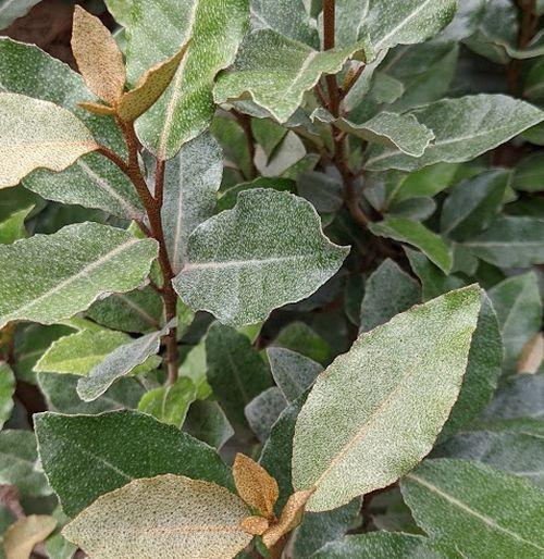 Elaeagnus x ebbingei 'Compacta'