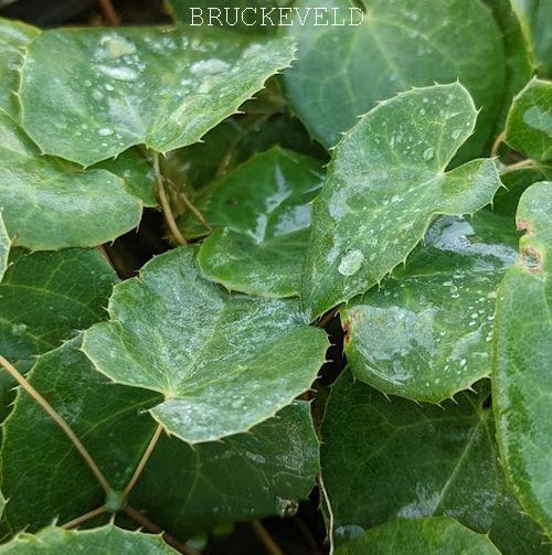 Epimedium per. (x) 'Frohnleiten'