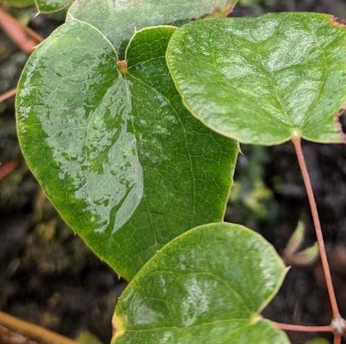 Epimedium grandiflorum