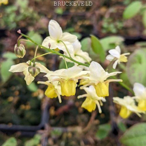 Epimedium vers.  (x) 'Sulphureum'