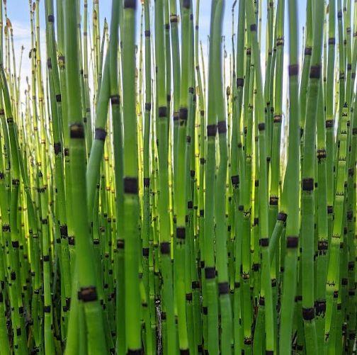 Equisetum japonicum