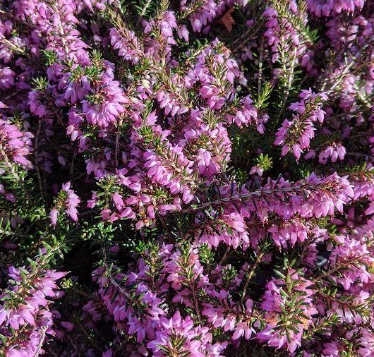 Erica carnea 'December Red'