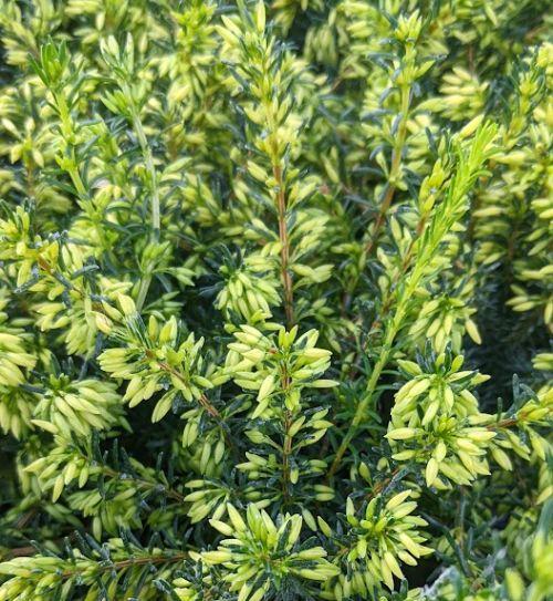 Erica carnea 'Isabell'