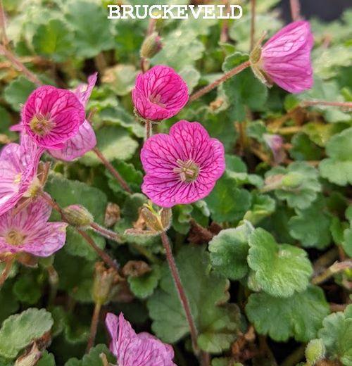 Erodium variabile 'Bishop's Form'