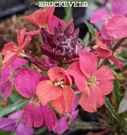 Erysimum 'Constant Cheer'