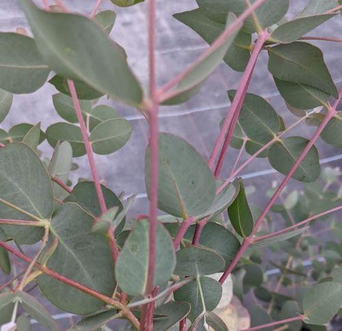 Eucalyptus dalrympleana