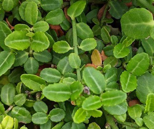 Euonymus fortunei 'Minimus'