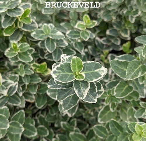 Euonymus fortunei 'Emerald Gaiety'