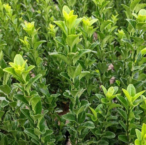 Euonymus japonicus 'Green Spire'