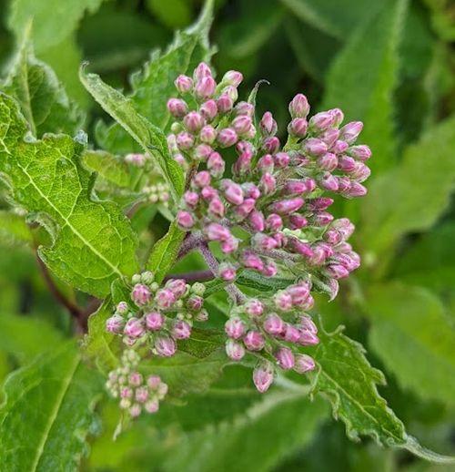 Eupatorium mac. 'Purple Bush'