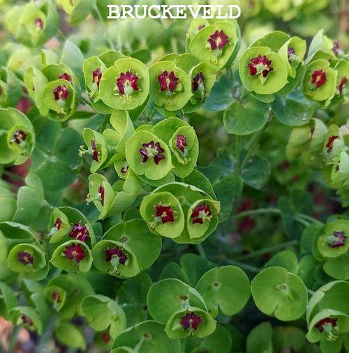 Euphorbia martinii (x)