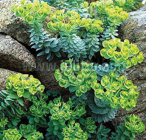 Euphorbia myrsinitis