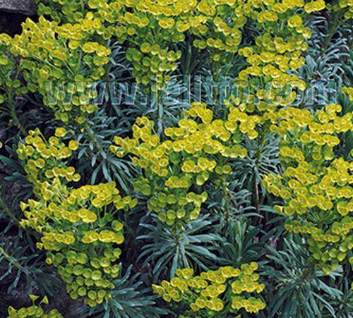 Euphorbia characias ssp. wulfenii