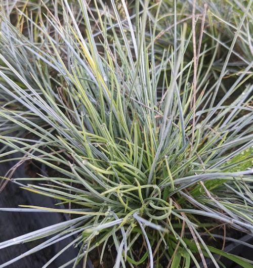 Festuca glauca 'Elijah Blue'