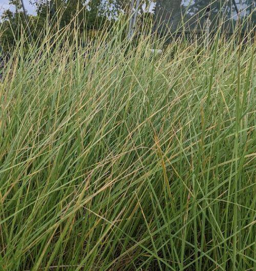 Festuca mairei