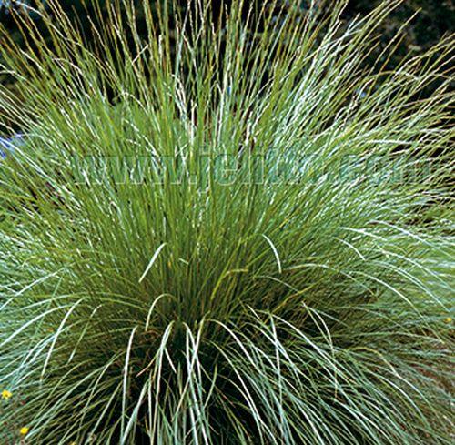 Festuca mairei