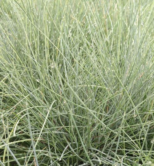 Festuca valesiaca 'Glaucantha'