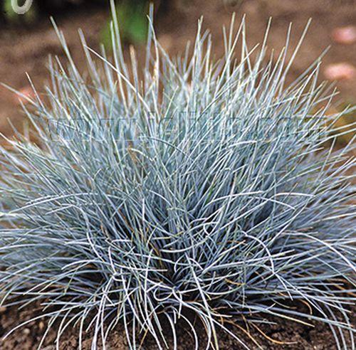 Festuca valesiaca 'Glaucantha'