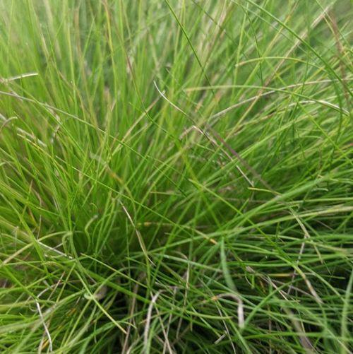 Festuca 'Walberla'