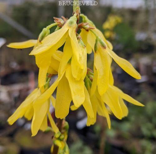 Forsythia x intermedia 'Lynwood'