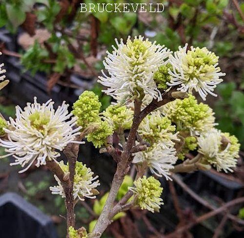 Fothergilla major