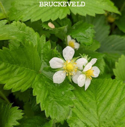 Fragaria vesca vesca  bosaarbei