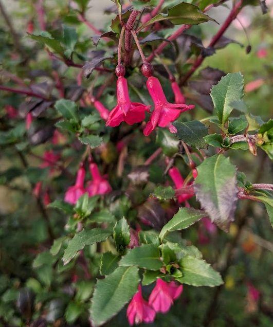 Fuchsia microphylla