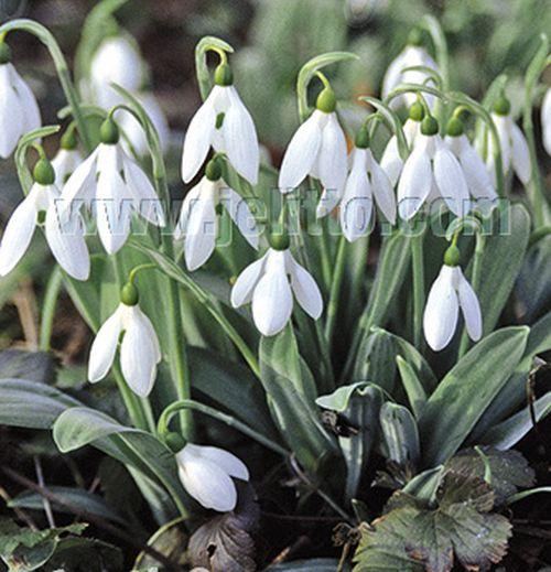 Galanthus elwesii