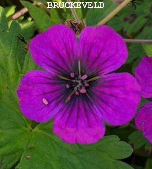 Geranium 'Anne Thomson'