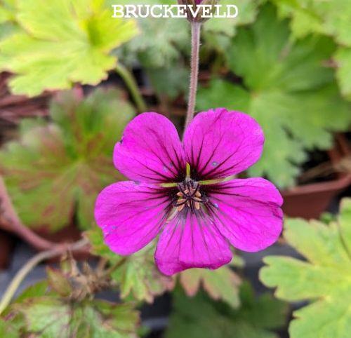 Geranium 'Anne Thomson'